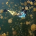 jellyfish_mastgias_jl_v_0139_pal3315.jpg